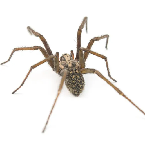 a spider