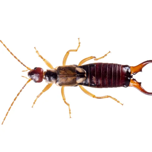 a insect on the ground