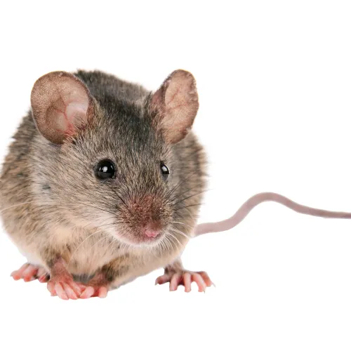 a rodent looking at the camera