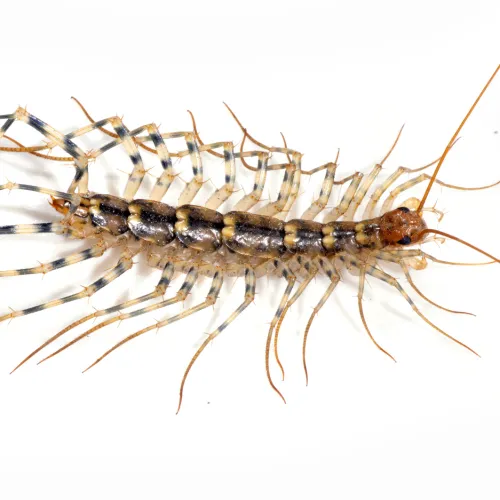a close up of an animal