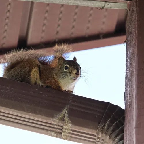 a squirrel on a gutter