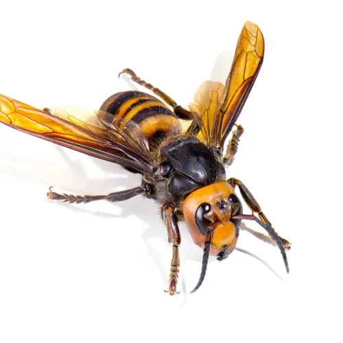 a insect on the ground