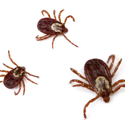 ticks