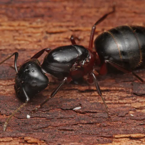 a insect on the ground