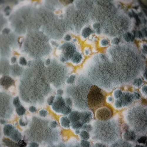 Mold and Air Quality Test, LunsPro home inspections, Home Inspections in Nocatee, St. Johns County, 32081 Florida, Certified Home Inspectors, Residential and Commercial Home Inspections in Nocatee, St. Johns County, 32081 Florida