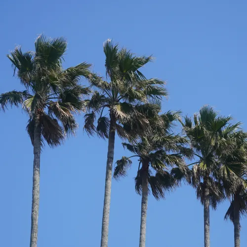 Tall palm trees with green fronds against a clear blue sky on a sunny day