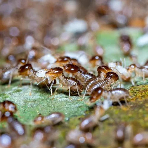 Home inspector in Atlanta, Georgia using infrared technology to uncover massive pest infestations
