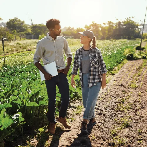 Two farmers walking through a sunny green vegetable field discussing with a laptop on a rural farm.
