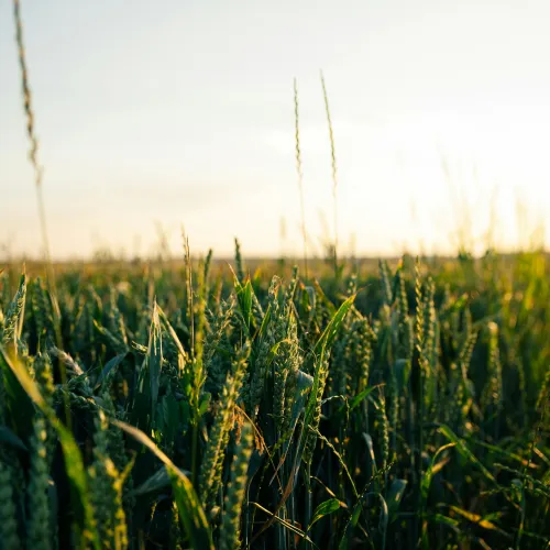 Green wheat field under golden sunlight with clear sky at sunset or sunrise in a rural landscape.