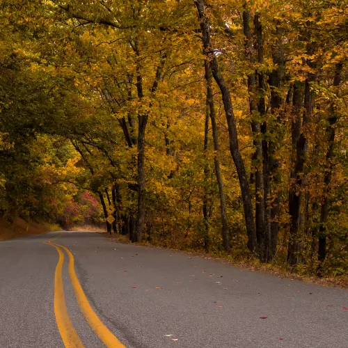 Curved road surrounded by trees with yellow autumn leaves creating a scenic fall landscape.