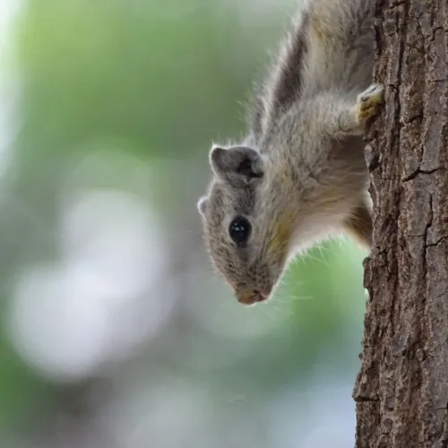 a squirrel on a tree