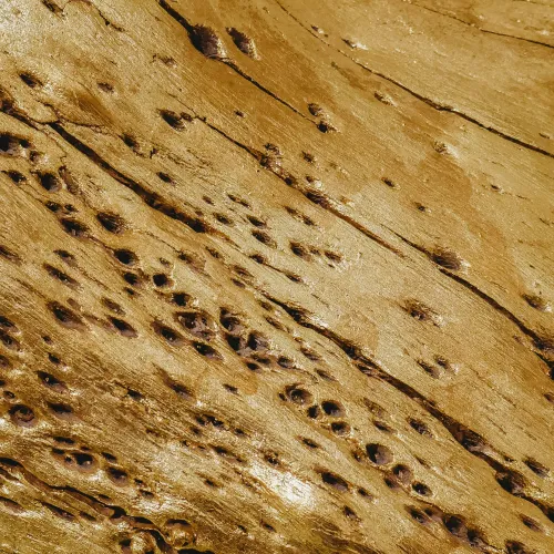 a close up of a tree bark