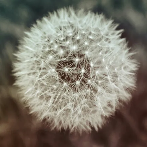 Close-up of a white fluffy dandelion seed head with soft blurred natural background.