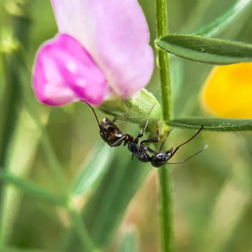 Ants, Atlanta Residential & Commercial Pest Control, Pest Control Services in Georgia, Termites,  Atlanta Doors Windows Pests, Interior and Exterior Treatments, Windward Pest Services