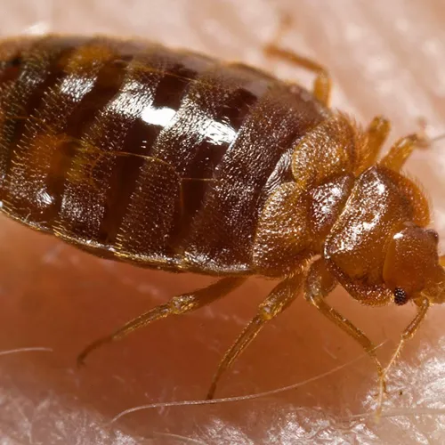 a close up of a bed bug