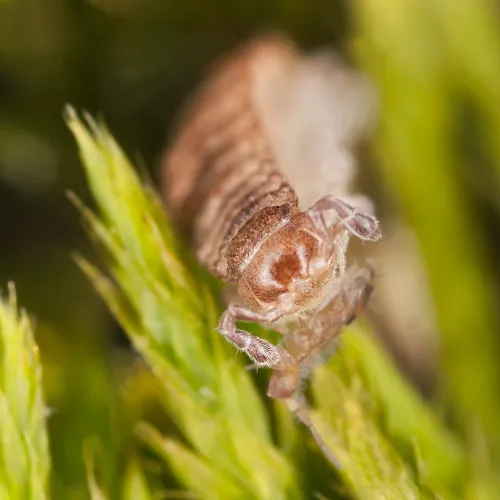 a millipede up of a flower