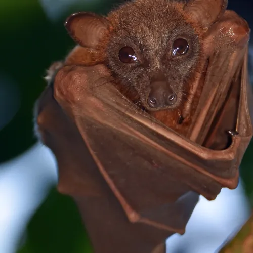 a bat from a branch