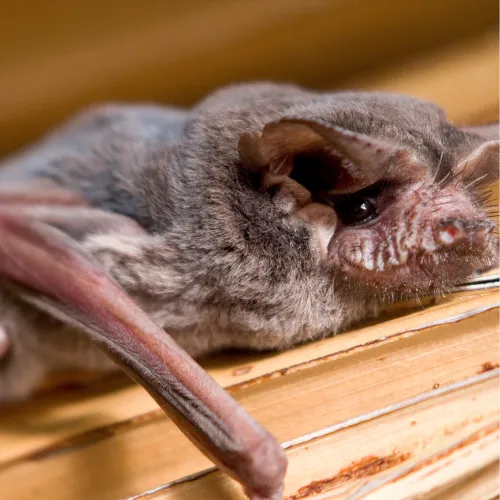 a bat lying on a wood surface