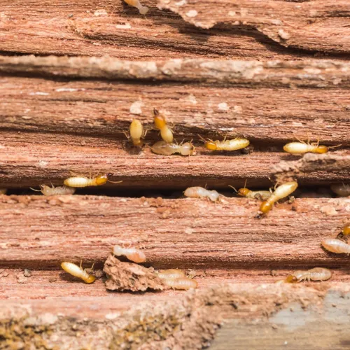 a group of termite on a log