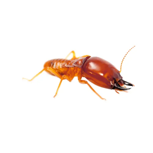 a close up of a termite