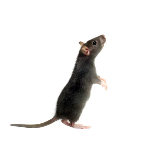 Rats, Atlanta Residential & Commercial Pest Control, Pest Control Services in Georgia, Termites,  Atlanta Doors Windows Pests, Interior and Exterior Treatments, Windward Pest Services