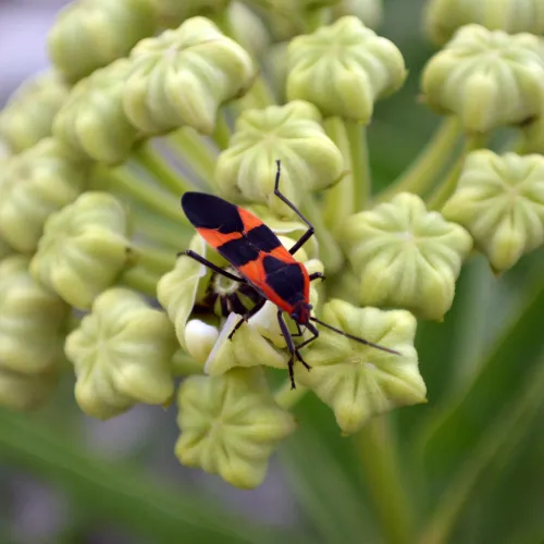 a boxelder bugs on a flower