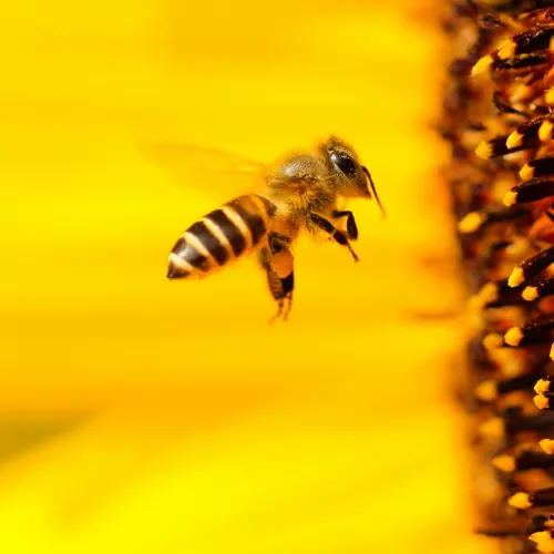 a bee on a flower