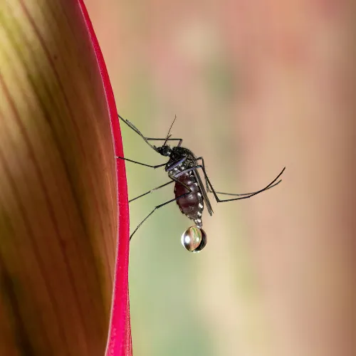 a mosquito on a leaf