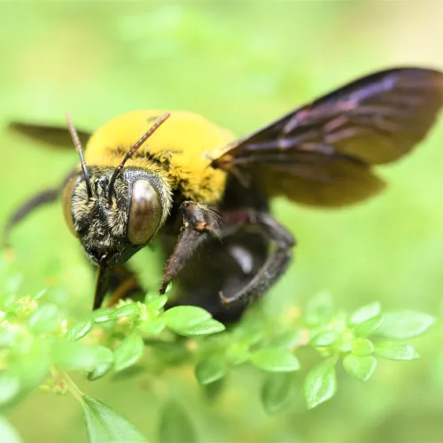 a carpenter bee on a leaf