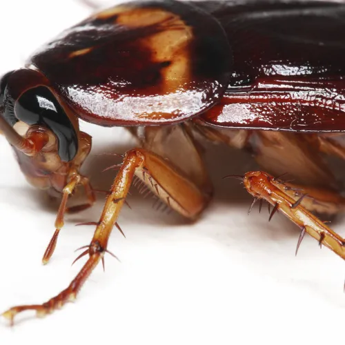 a roach