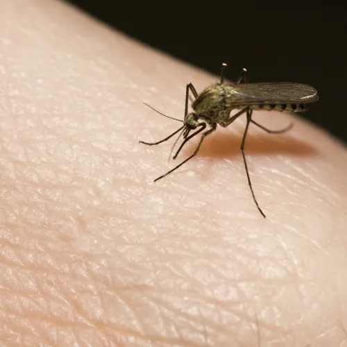 Mosquitoes, Atlanta Residential & Commercial Pest Control, Pest Control Services in Georgia, Termites,  Atlanta Doors Windows Pests, Interior and Exterior Treatments, Windward Pest Services