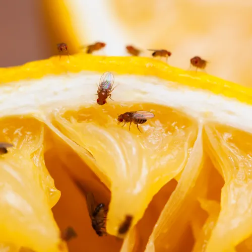 flies on yellow fruit
