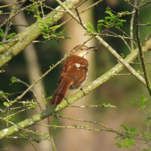 a bird perched on a branch