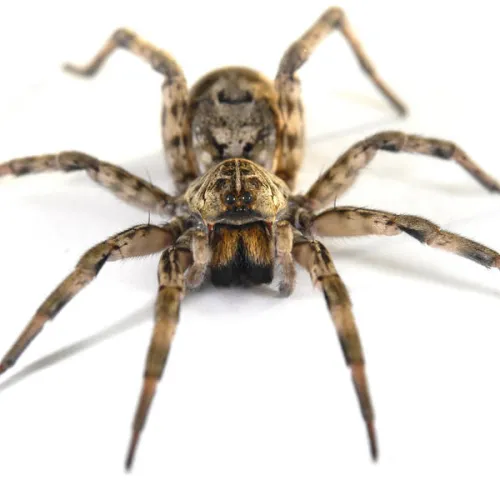a close up of a spider
