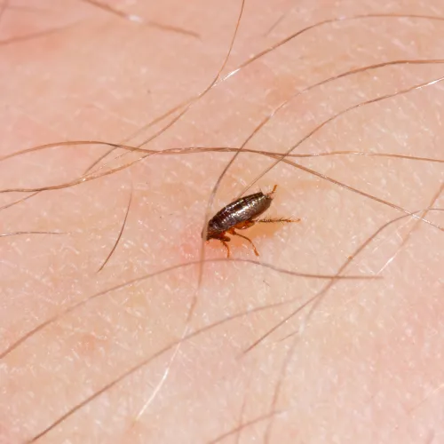 a flea on an arm