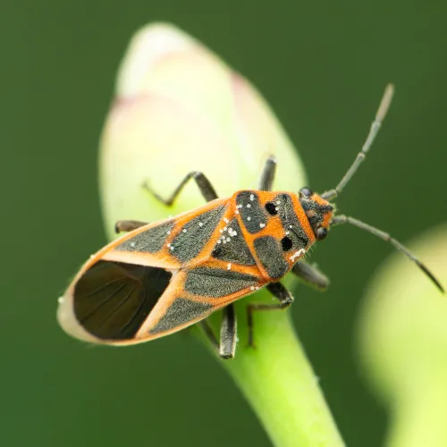 a boxelder bug on a leaf
