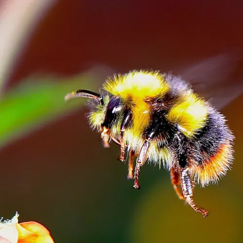Bees, Atlanta Residential & Commercial Pest Control, Pest Control Services in Georgia, Termites,  Atlanta Doors Windows Pests, Interior and Exterior Treatments, Windward Pest Services