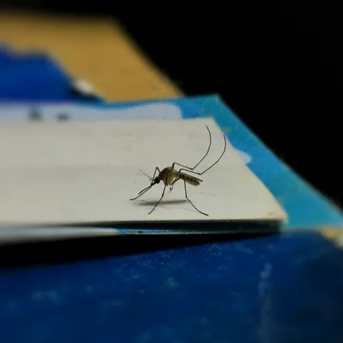 a mosquito on a blue surface