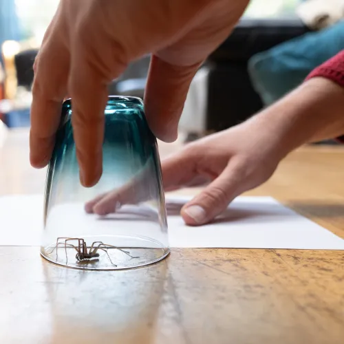 a person trapping a spider