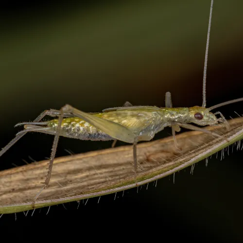 a green and white cricket