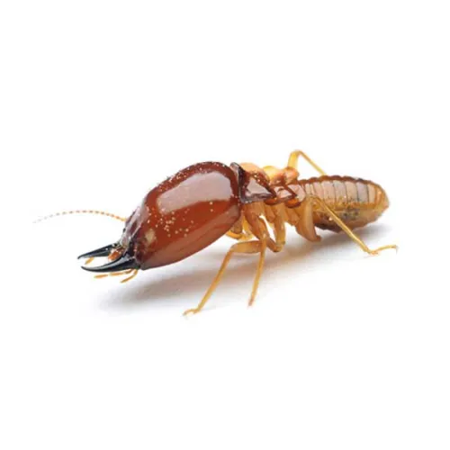 a close up of a termite