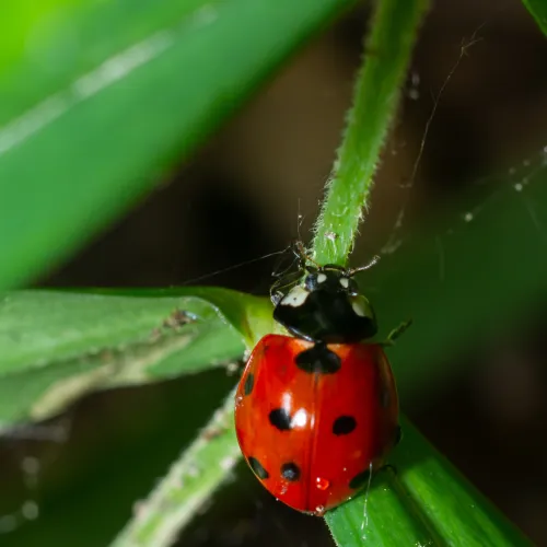 Asian Lady Beetles, Atlanta Residential & Commercial Pest Control, Pest Control Services in Georgia, Termites,  Atlanta Doors Windows Pests, Interior and Exterior Treatments, Windward Pest Services