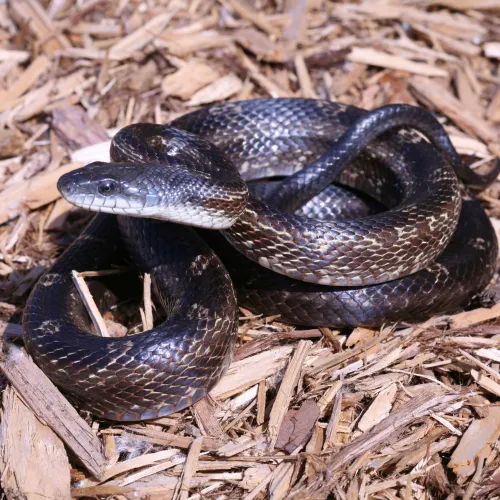 a snake on the ground