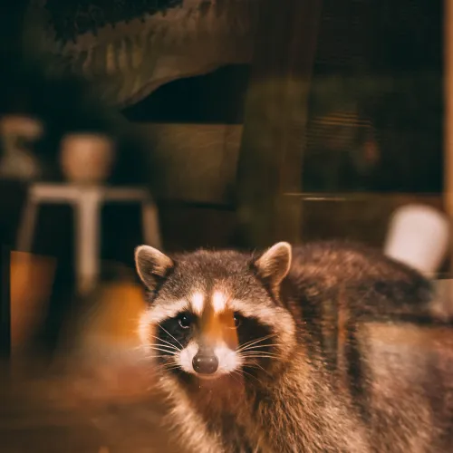 Racoons, Atlanta Residential & Commercial Pest Control, Pest Control Services in Georgia, Termites,  Atlanta Doors Windows Pests, Interior and Exterior Treatments, Windward Pest Services