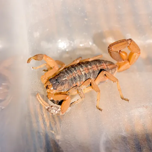 a close-up of a scorpion