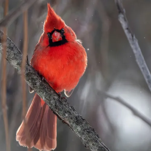 a red bird on a branch