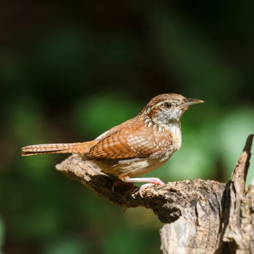 a small bird on a branch