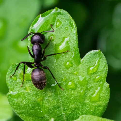 a close up of an ant