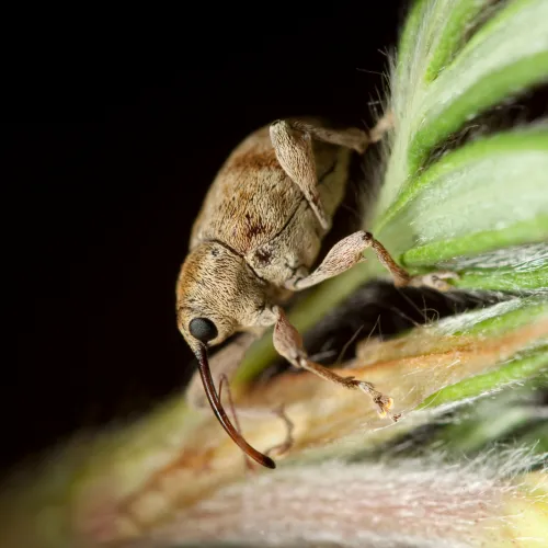 a close up of a weevil