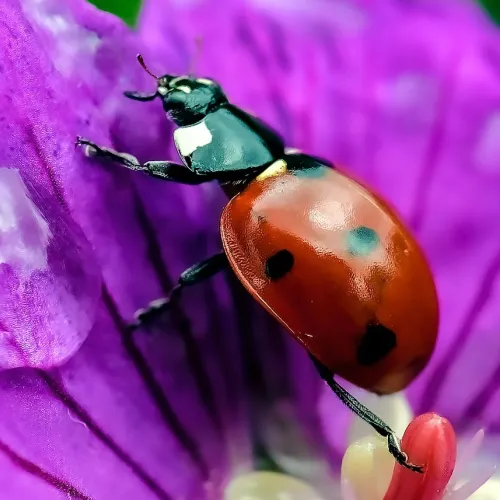 an Asian Lady Beetles on a purple flower